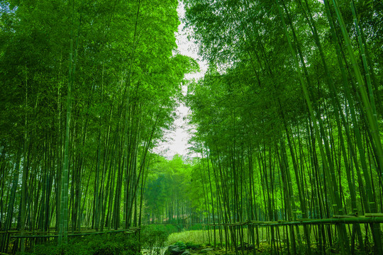竹林背景 高清竹林