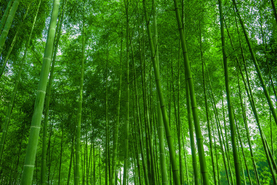 竹林背景 高清竹林