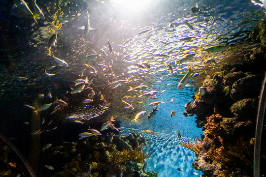 海底世界 海底魚群
