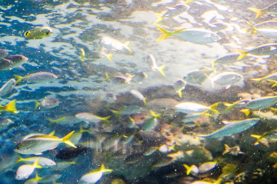 海底世界 海底魚群