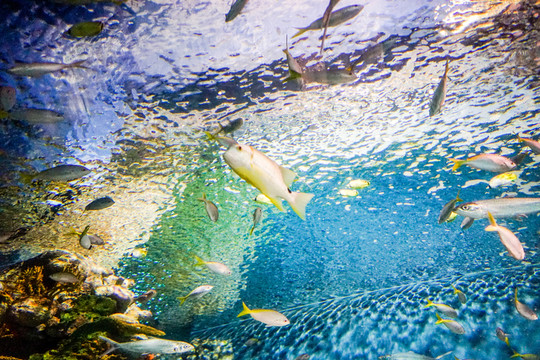 海底世界 海底魚(yú)群