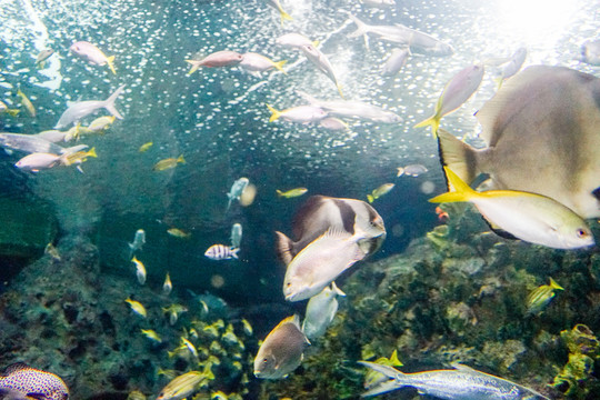 海底世界 海底魚群