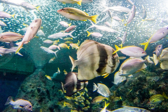 海底世界 海底魚群