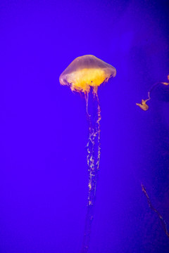 夢(mèng)幻水母 水母素材 大水母