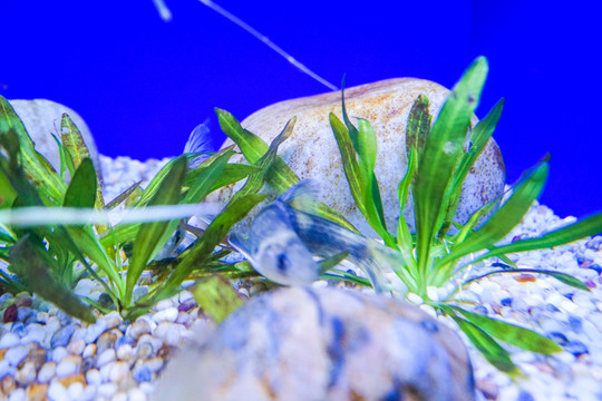 海底世界 海底魚群