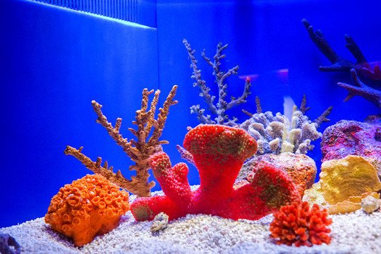 魚缸背景圖 珊瑚 魚缸造景