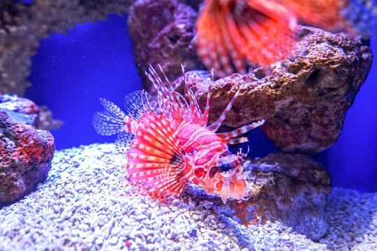 魚(yú)缸背景圖 珊瑚 魚(yú)缸造景