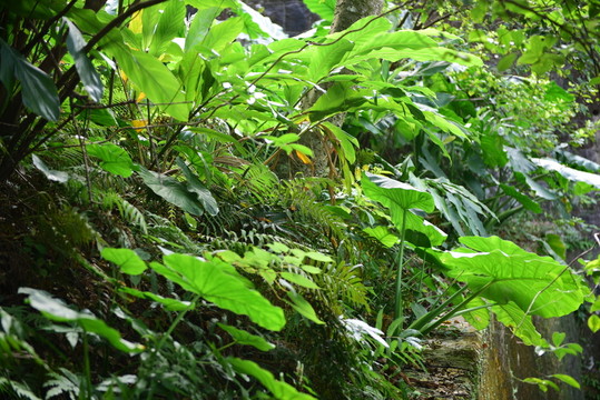 熱帶植物