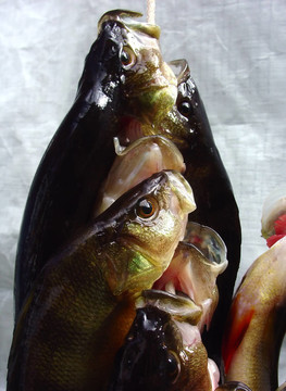 魚