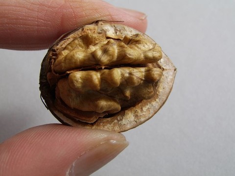 核桃