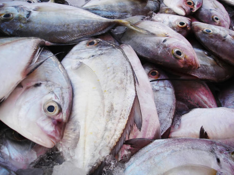 魚(yú)