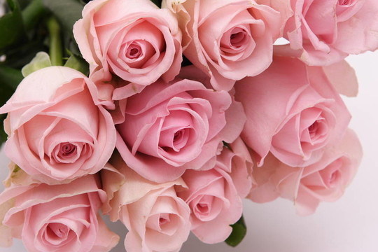 粉薔薇