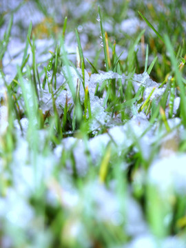 草坪上的第一場雪