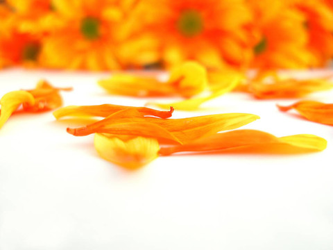 黃色和橙色的chrystanthemum