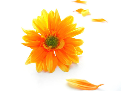 黃色和橙色的chrystanthemum