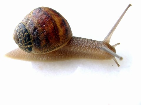 小蝸牛