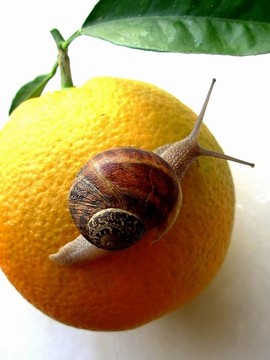 橙色和蝸牛
