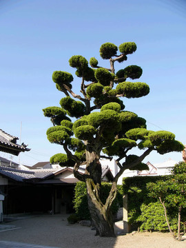 日本樹上的