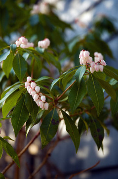 Pieris japonica（仙女）