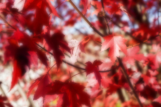 樹(shù)葉在秋天的紅楓