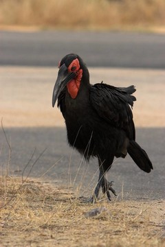 土犀鳥