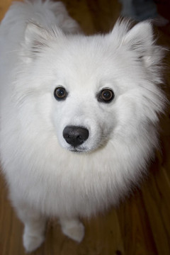 愛(ài)斯基摩犬