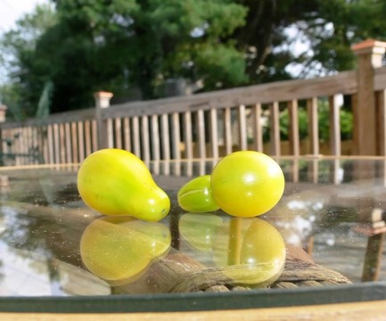 黃tomato.30681