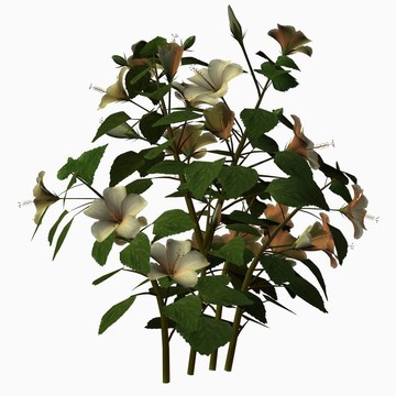 木槿