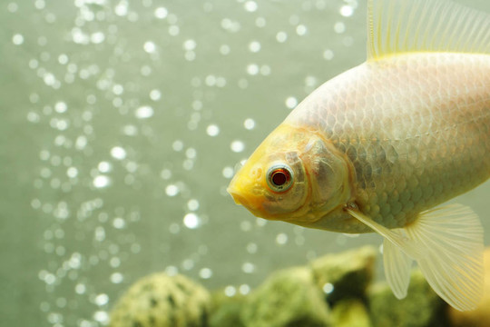 金魚
