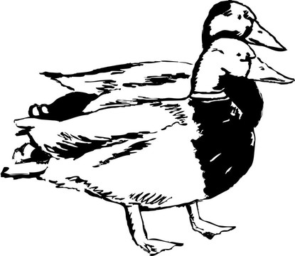 鴨子夫婦