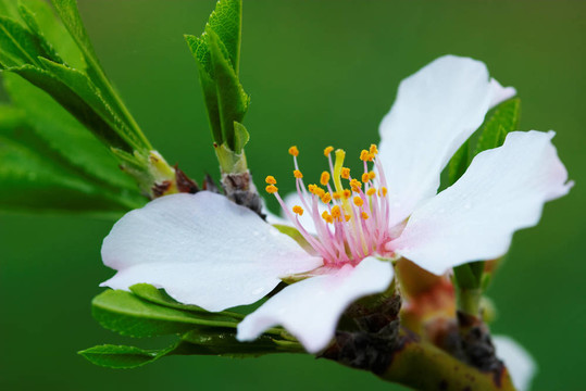 杏仁樹(shù)的花
