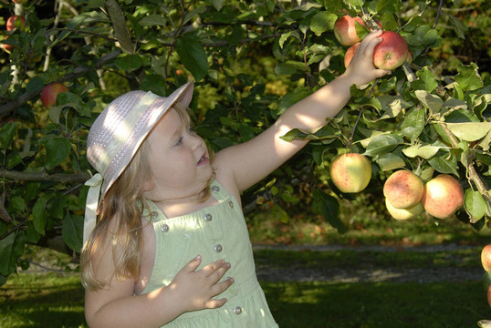 Annie Apple 446