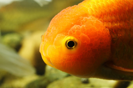 獅子頭金魚