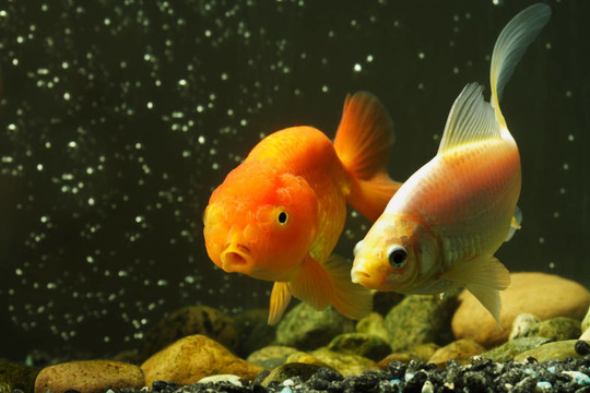 奇特的金魚(yú)