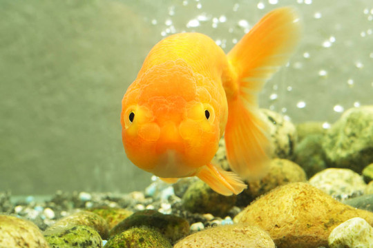 獅子頭金魚