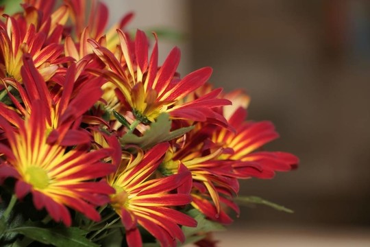 紅色的花5