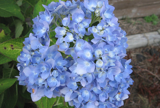 繡球花
