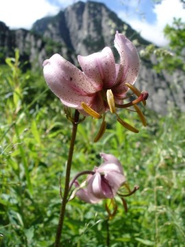 0101蘭花