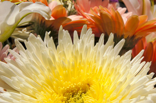 花的