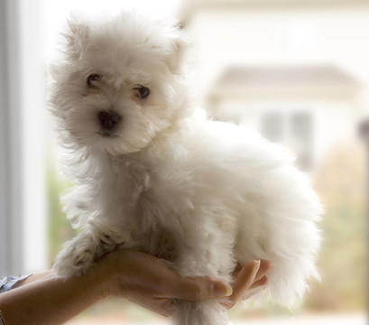 比熊犬