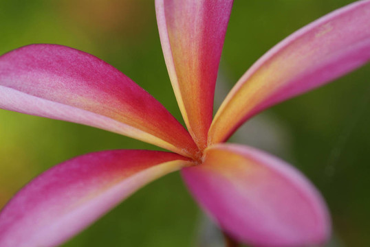 雞蛋花葉