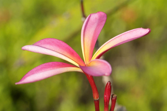 雞蛋花葉