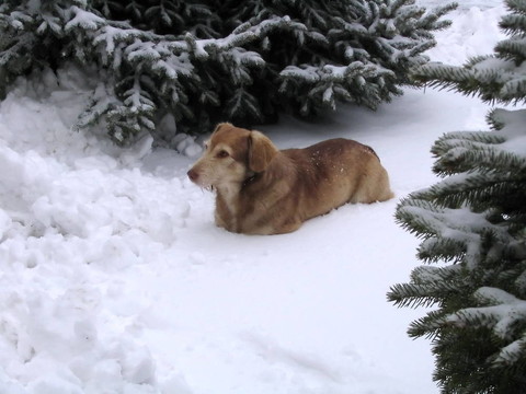 第一場雪