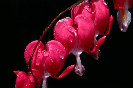 花1