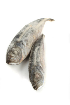 沙丁油魚(yú)