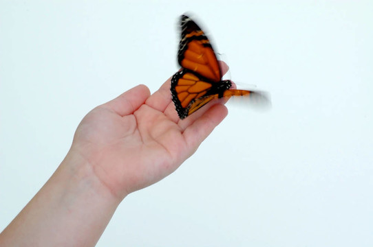 butterfly1