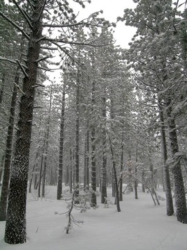 雪松樹