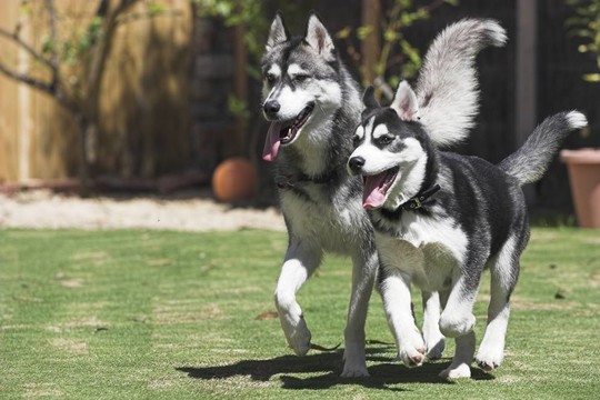 快樂的愛斯基摩犬