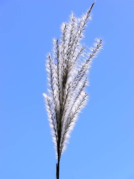 單草40239