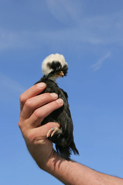 手上的鳥